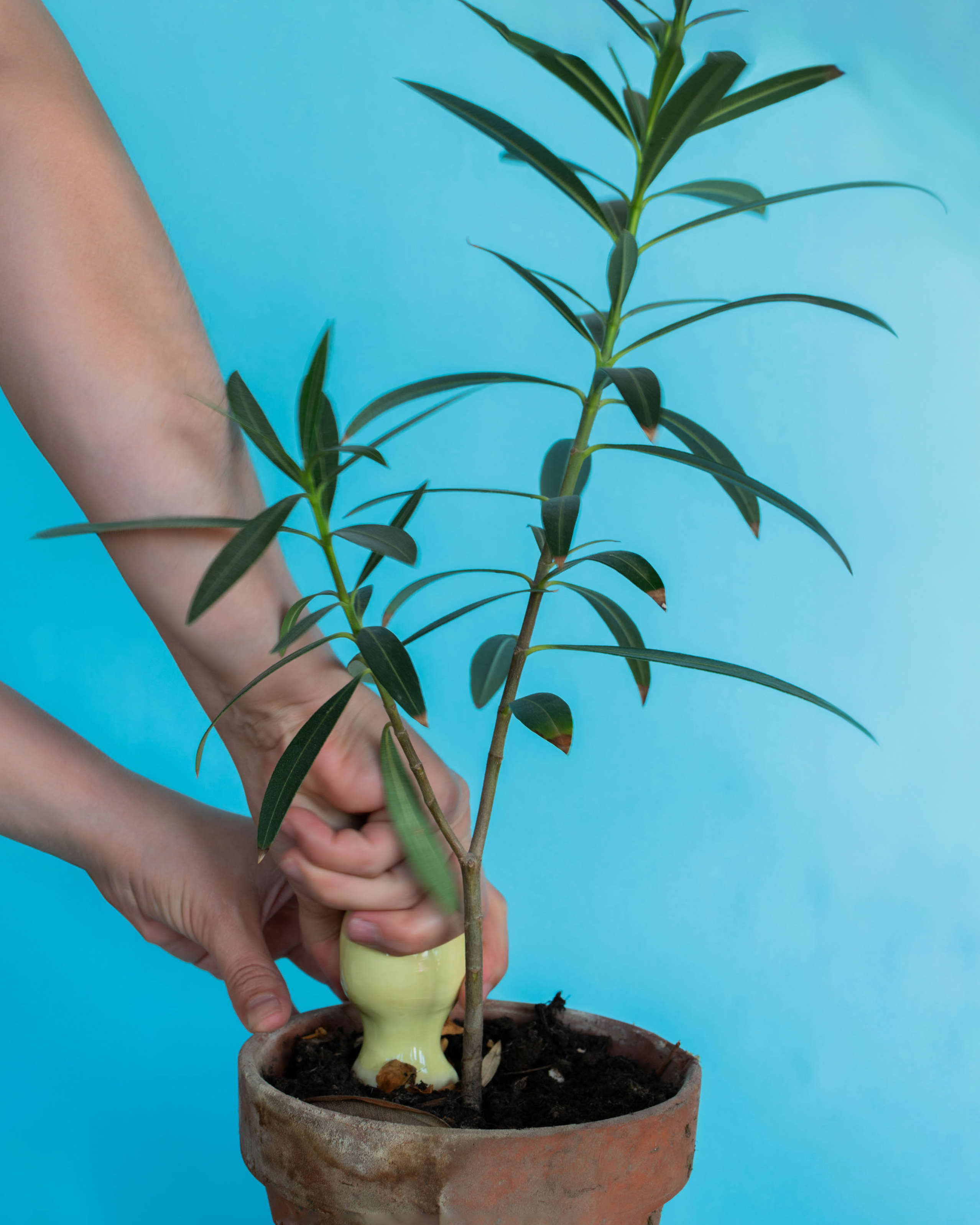 Studio_echelle_un_Plantule_Chloe_Guillemart_Emma_Gitzinger_ESCH22%283%29