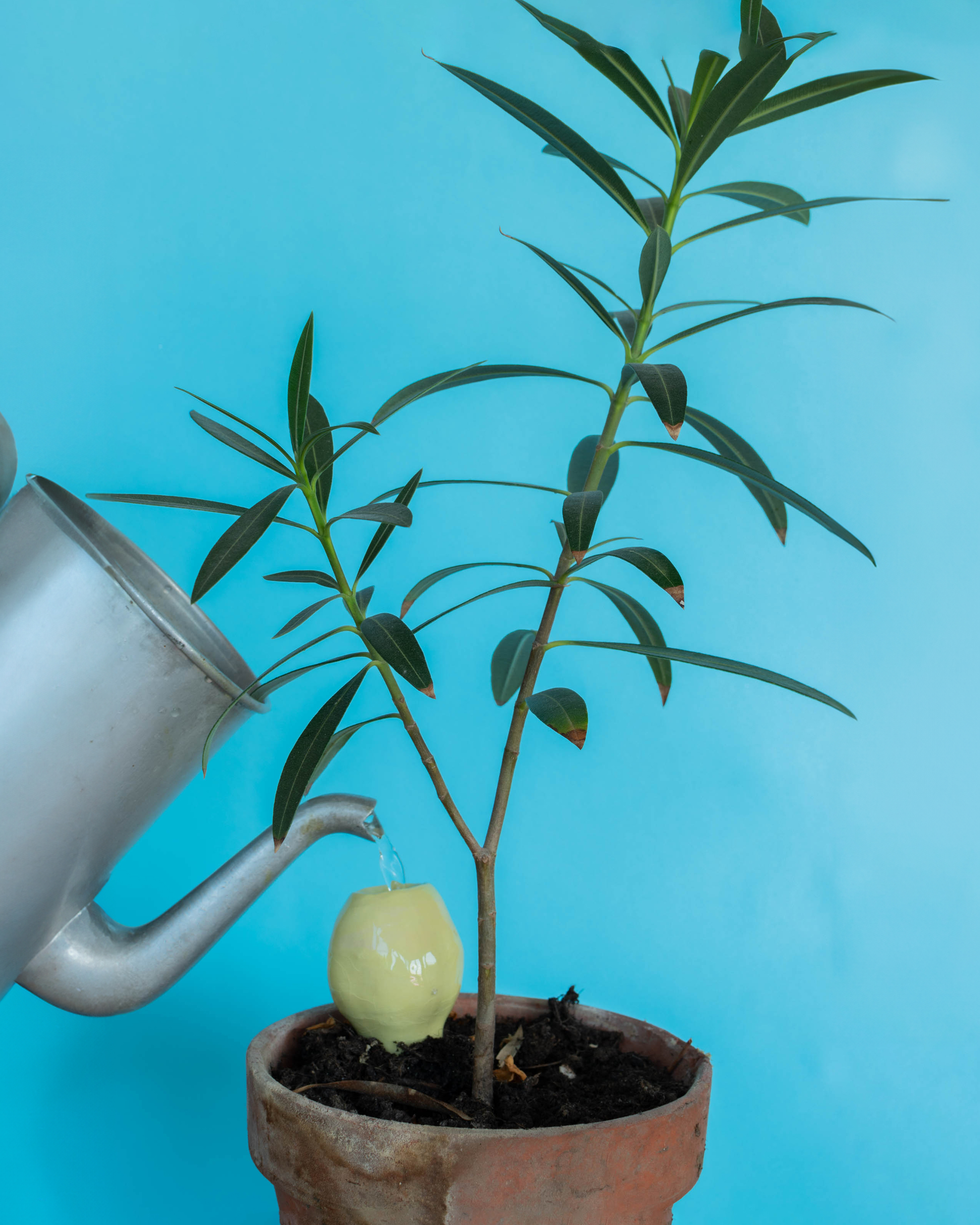 Studio_echelle_un_Plantule_Chloe_Guillemart_Emma_Gitzinger_ESCH22%2810%29