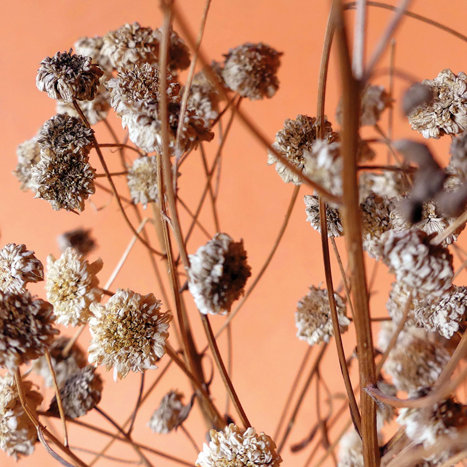 Studio_echelle_un_Effluves_Chloe_Guillemart_Emma_Gitzinger%2822%29_result